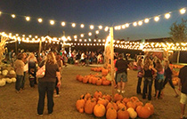 pumpkin patch dfw tx